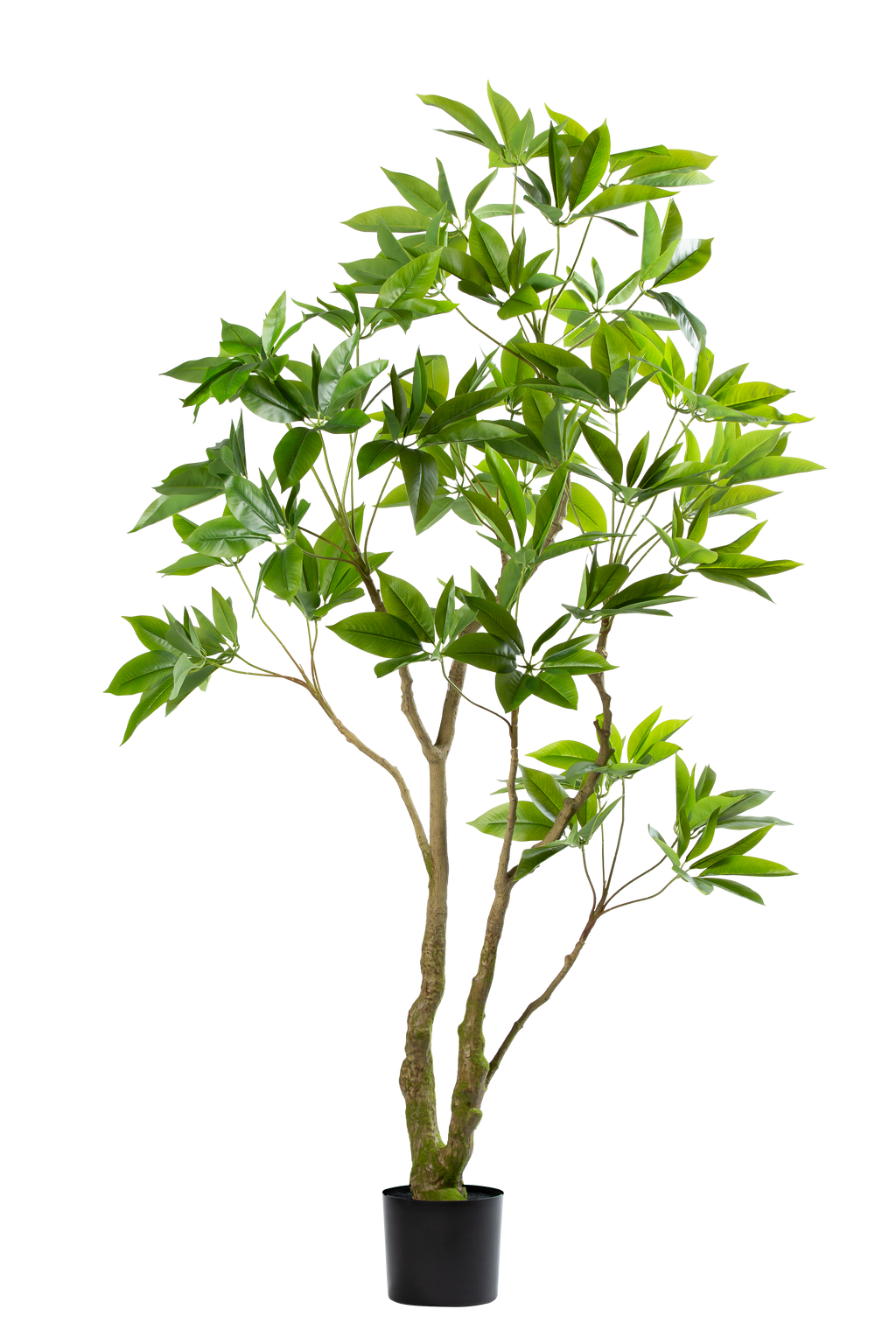 Pachira kunstplant 180 cm