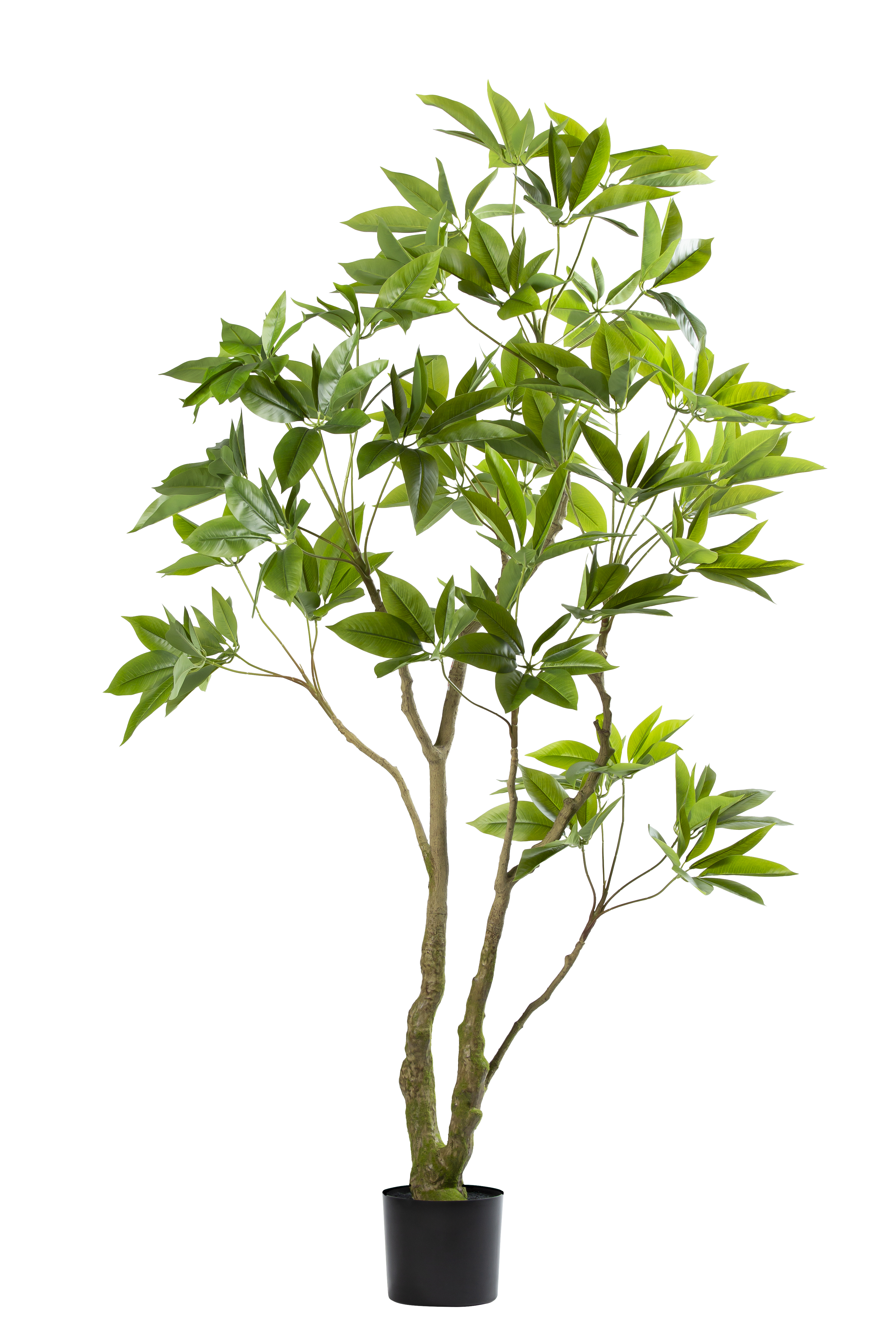 Pachira kunstplant 180 cm