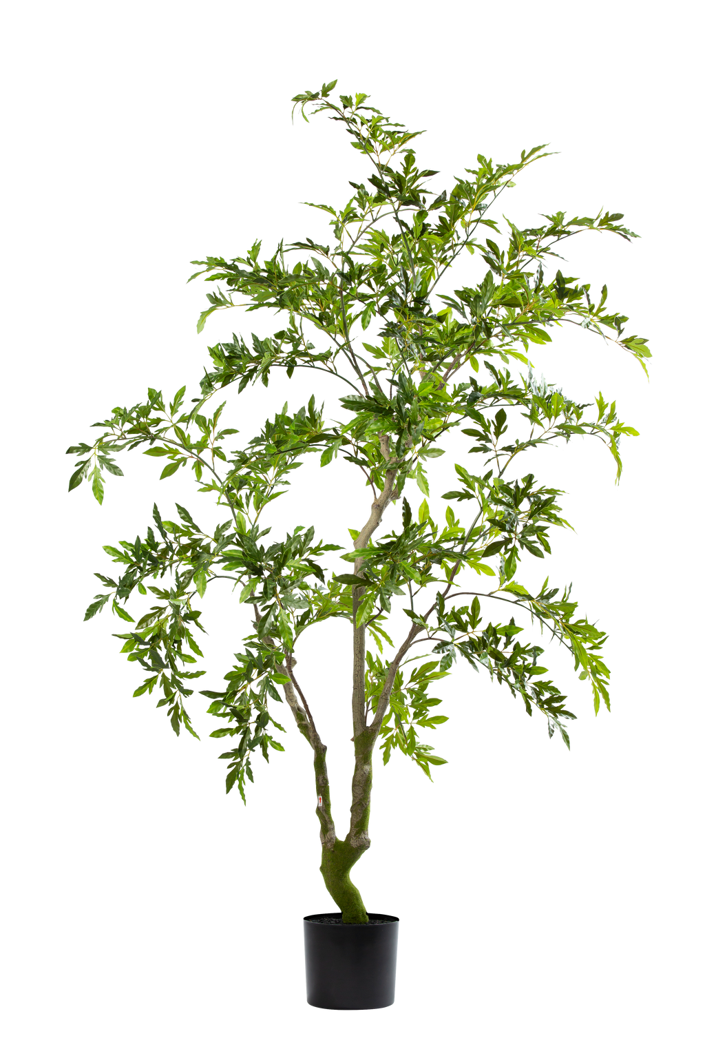 Aralia kunstplant 175 cm