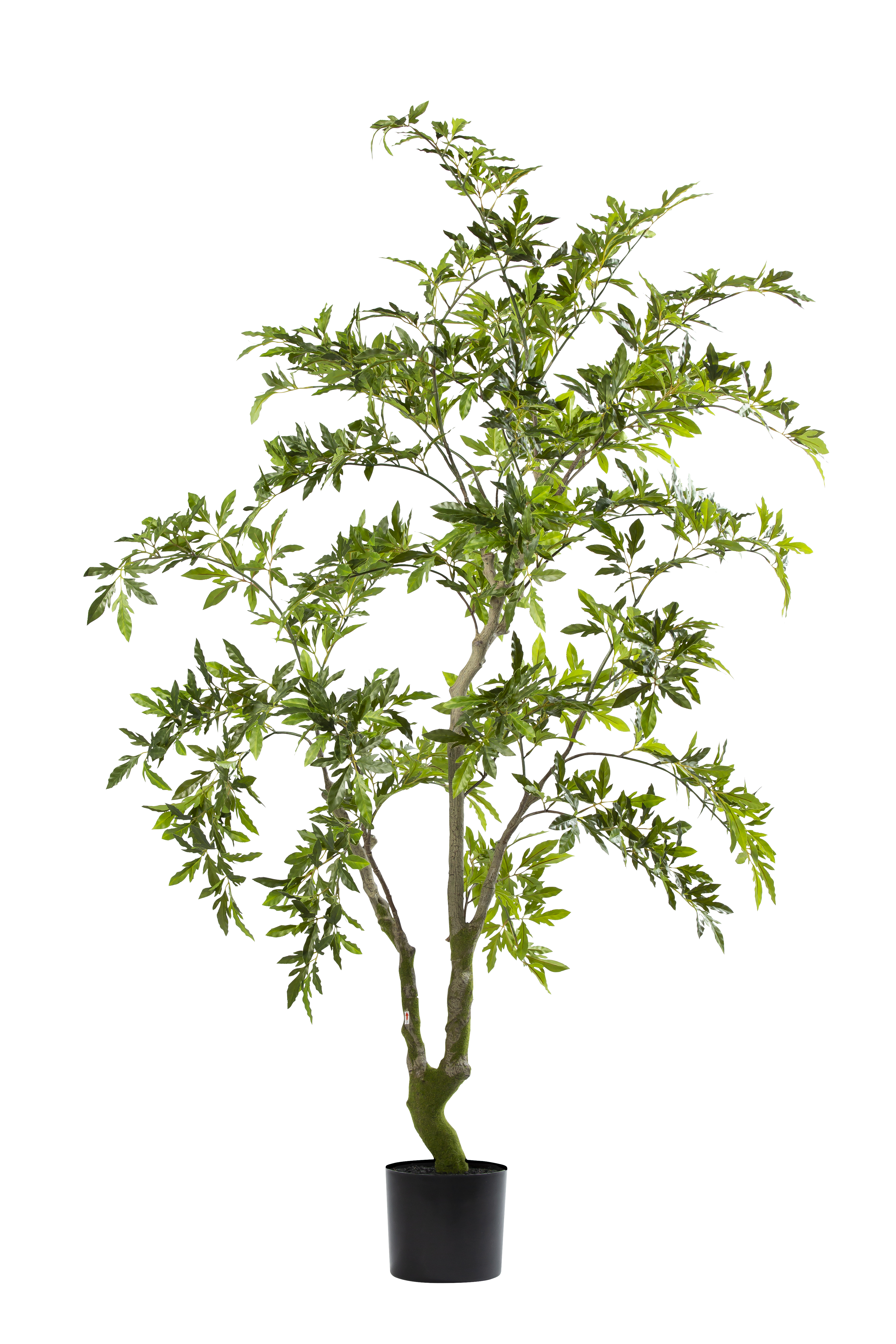 Aralia kunstplant 175 cm