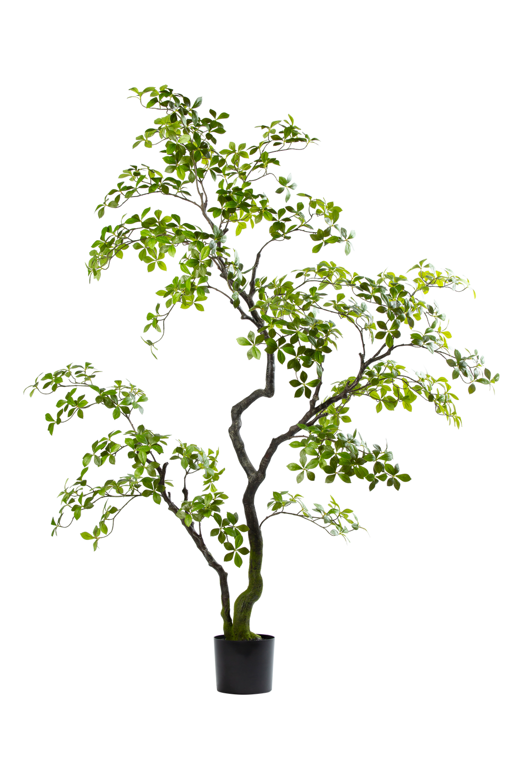 Bucida Bonsai kunstplant 170 cm