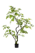 Bucida Bonsai kunstplant 170 cm