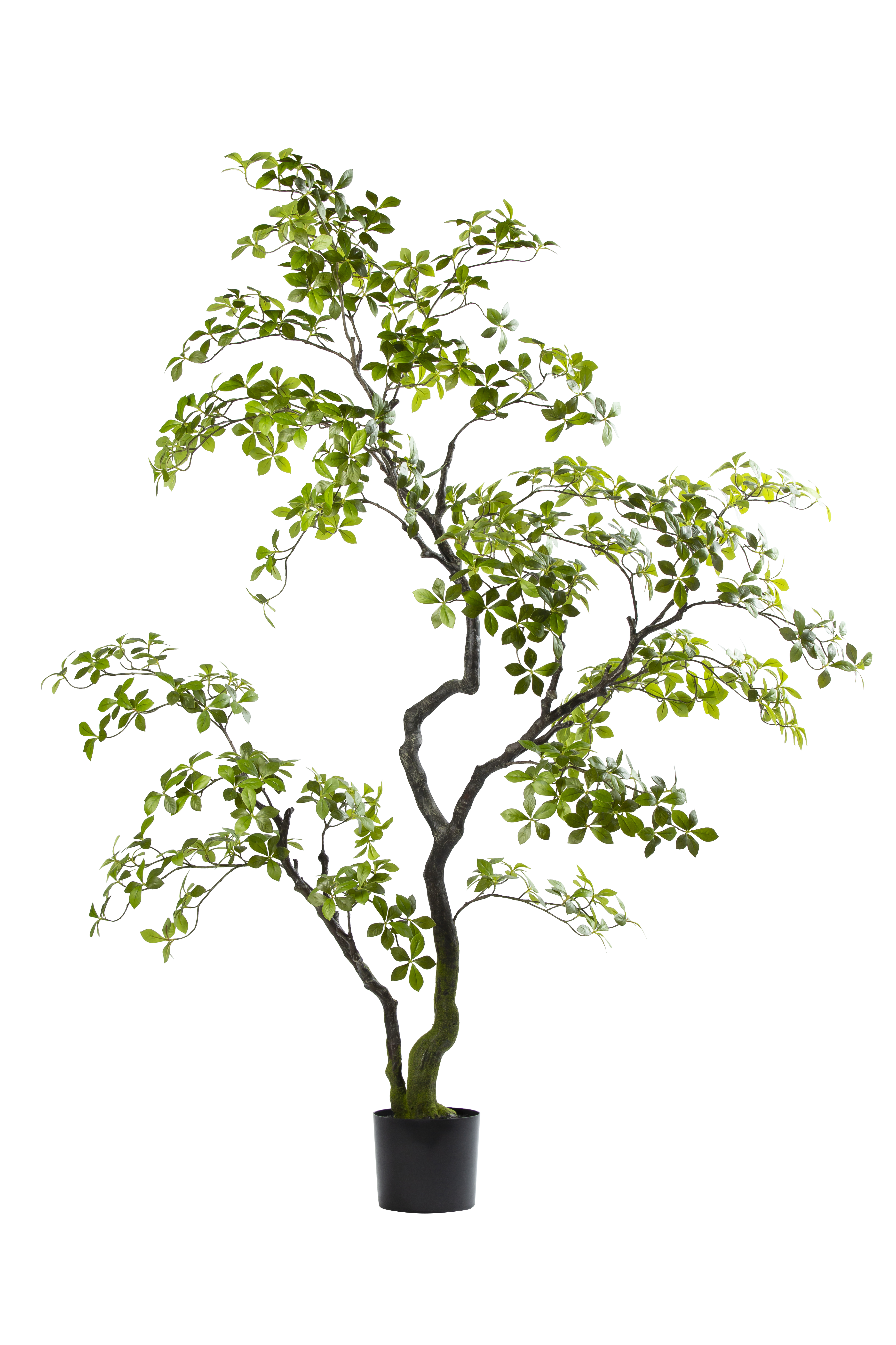Bucida Bonsai kunstplant 170 cm
