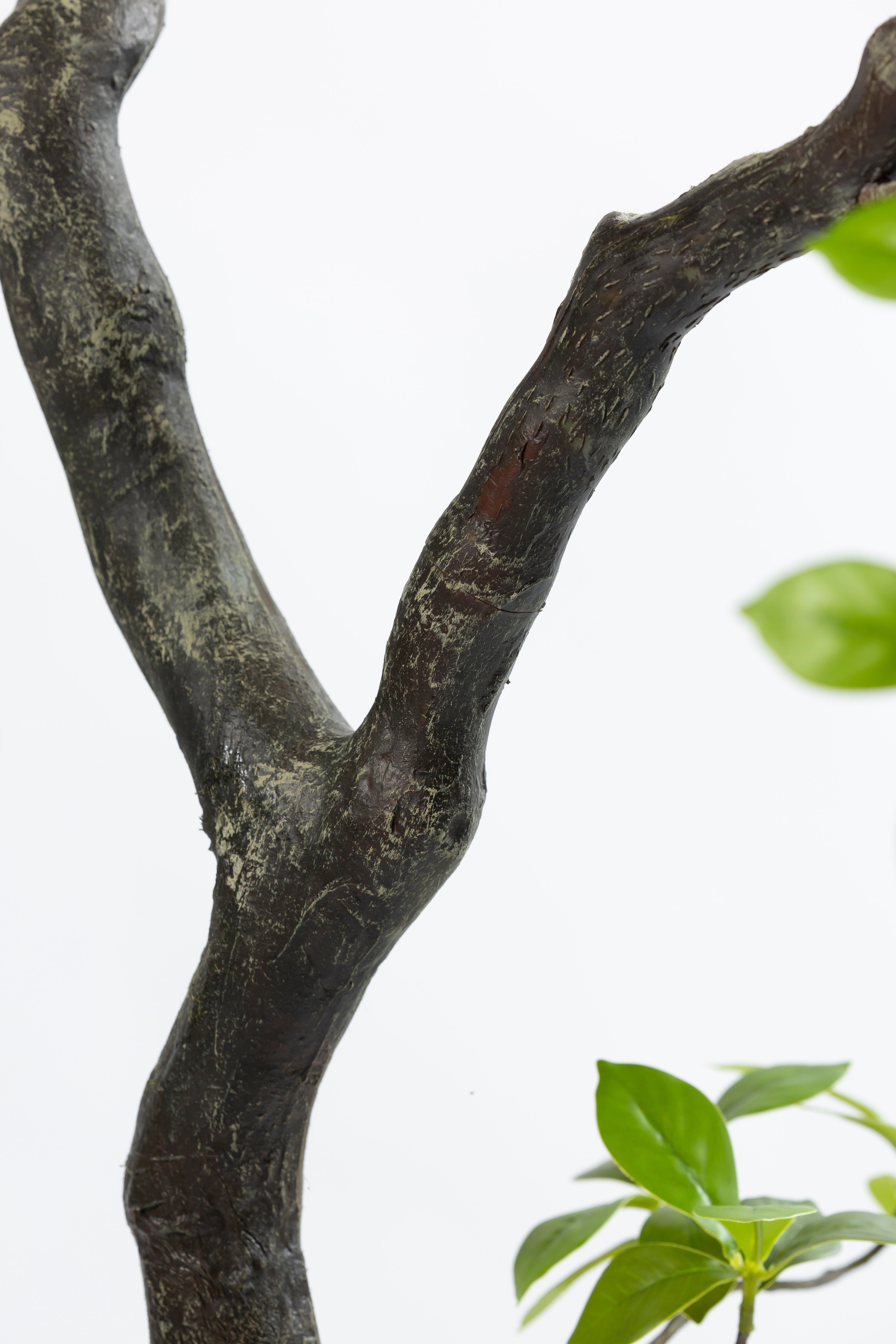 Bucida Bonsai kunstplant 170 cm