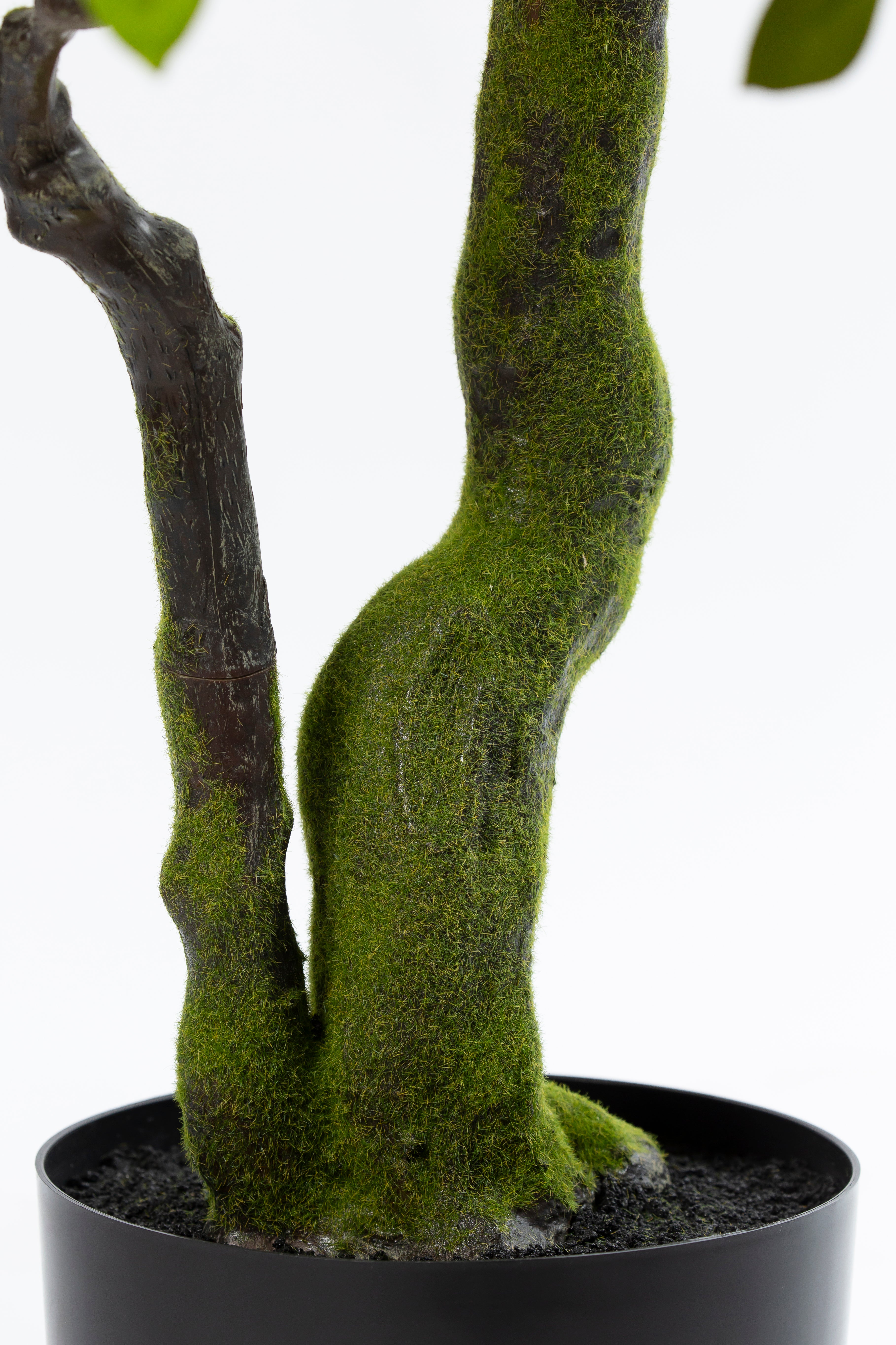 Bucida Bonsai kunstplant 170 cm