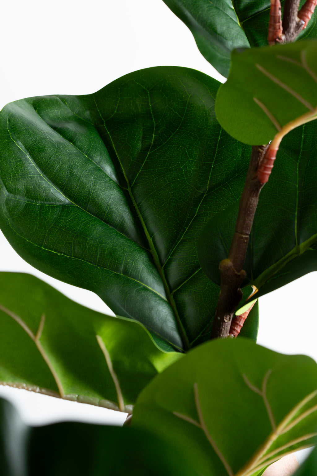 Ficus Lyrata kunstplant 220 cm