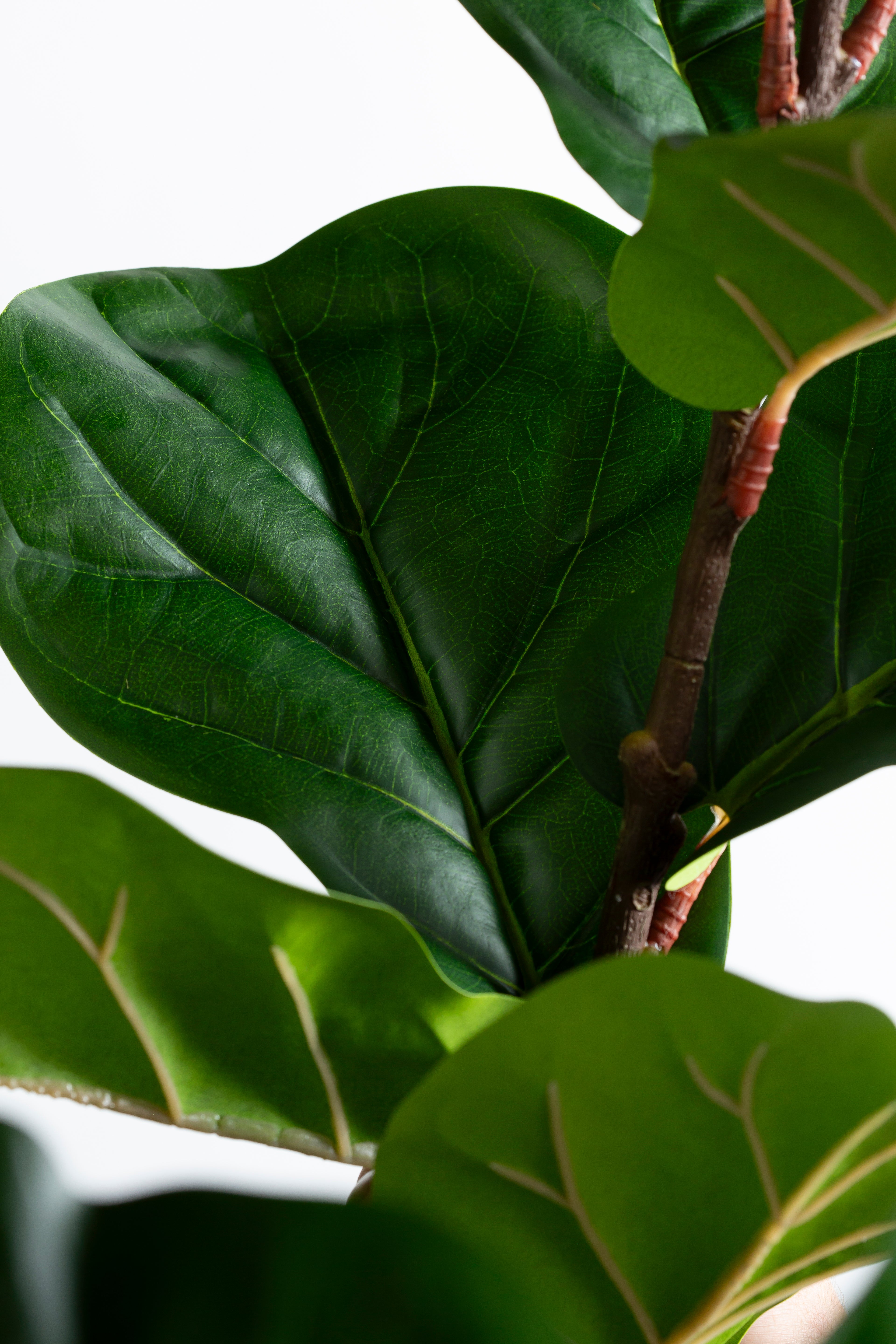 Ficus Lyrata kunstplant 200 cm