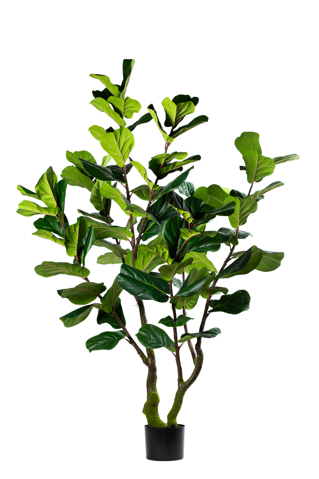 Ficus Lyrata kunstplant 220 cm