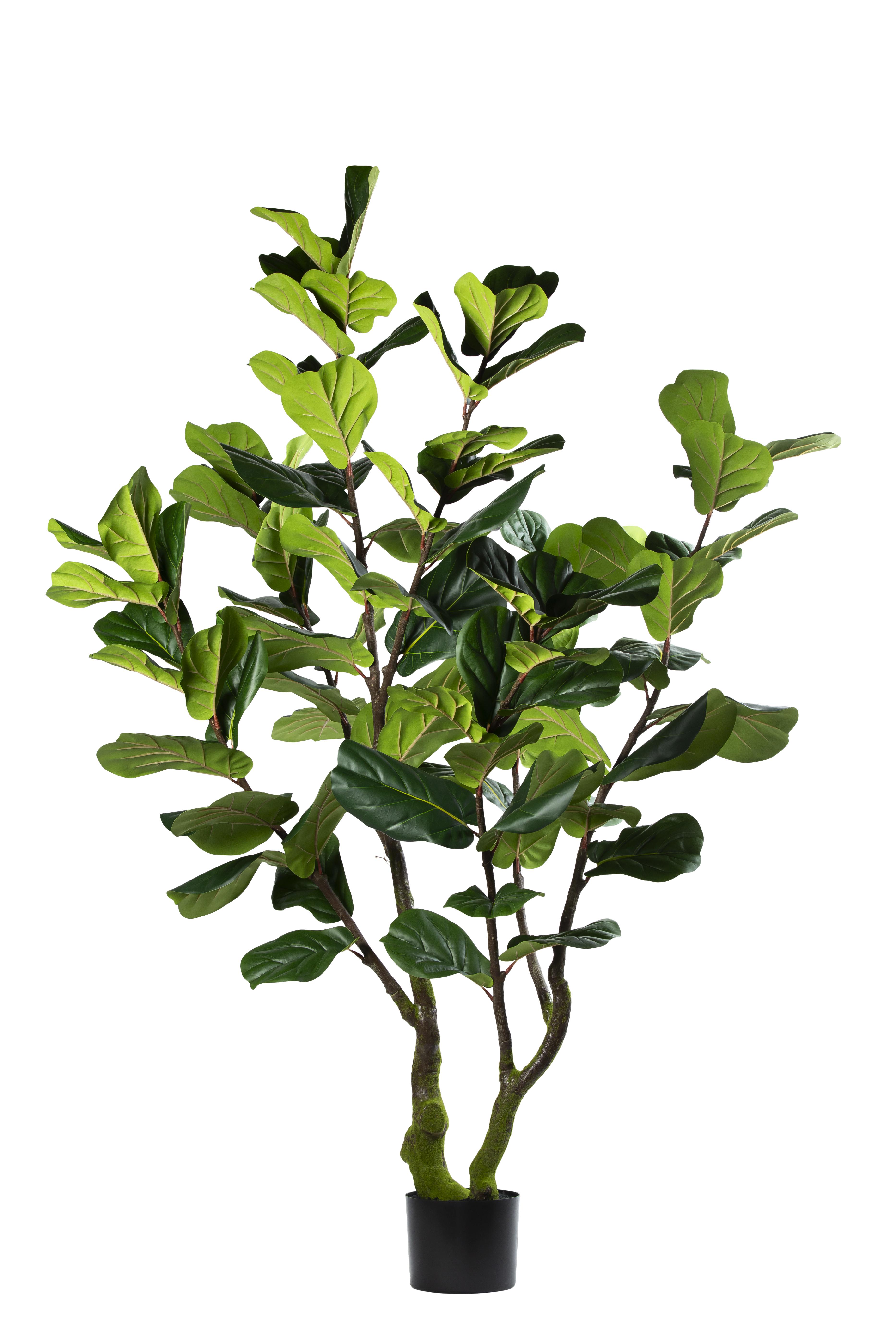 Ficus Lyrata kunstplant 220 cm