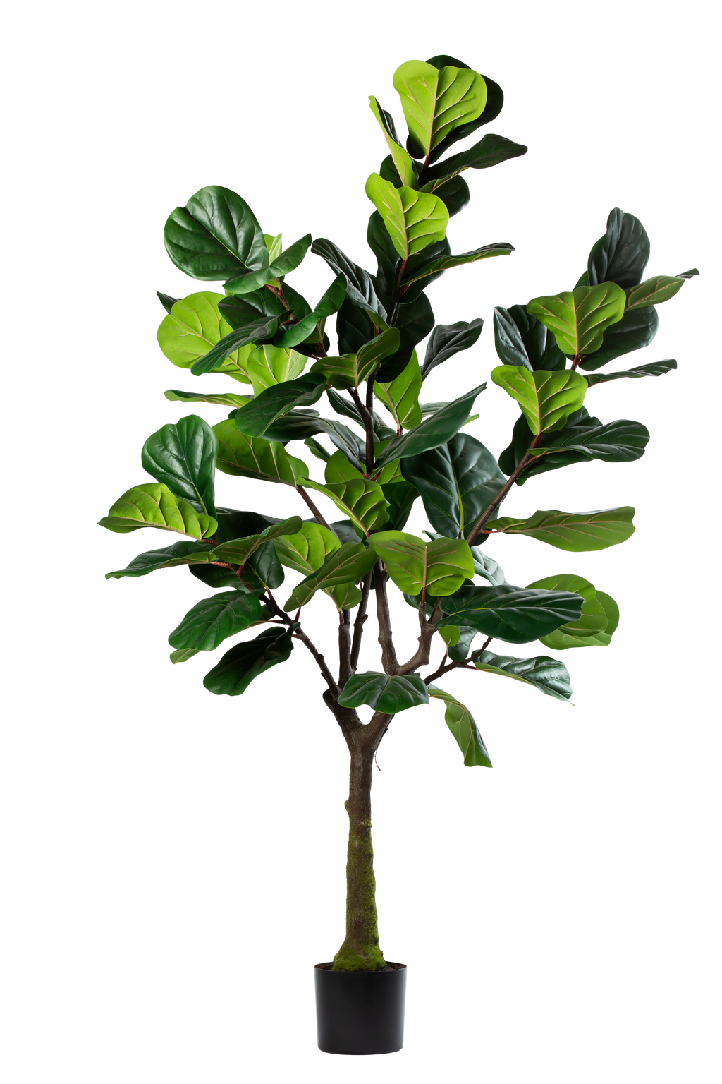 Ficus Lyrata kunstplant 200 cm