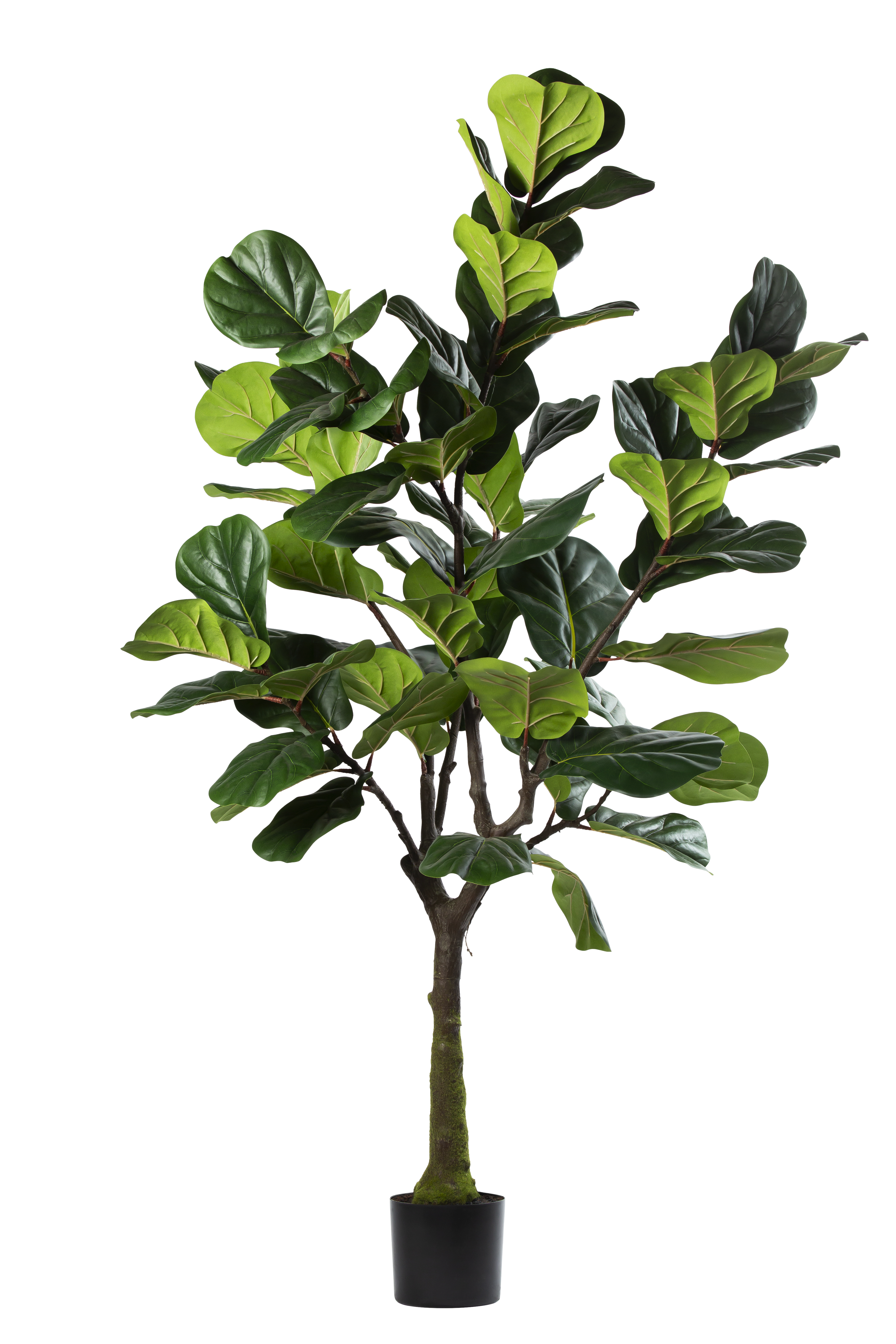 Ficus Lyrata kunstplant 200 cm