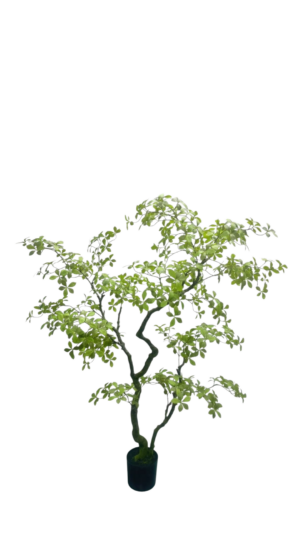 Bucida Bonsai 170CM