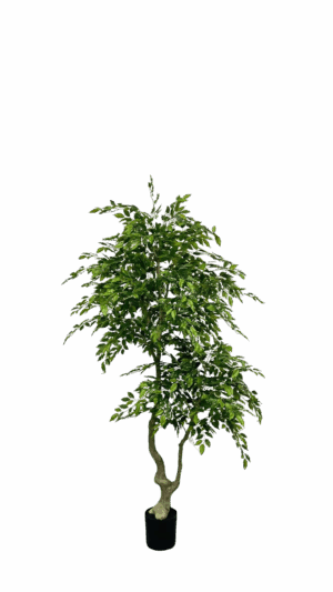 Ficus Benjamin 210CM
