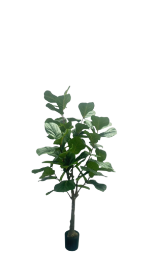 Ficus Lyrata 200CM