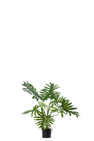 Philodendron 80CM