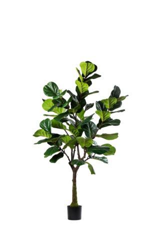 Ficus Lyrata 200CM