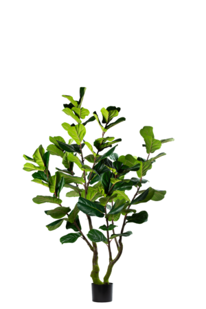 Ficus Lyrata 220CM