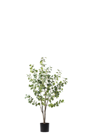 Eucalyptus 155CM