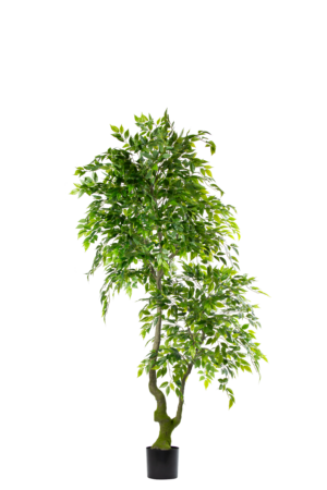 Ficus Benjamin 210CM