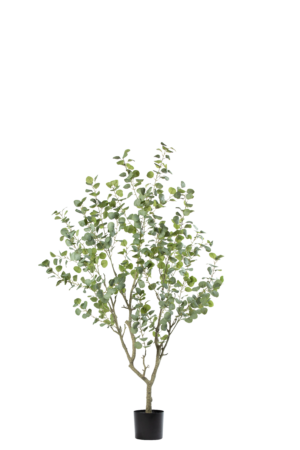 Eucalyptus 190CM