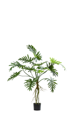 Philodendron 140CM