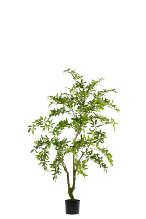 Aralia 175CM