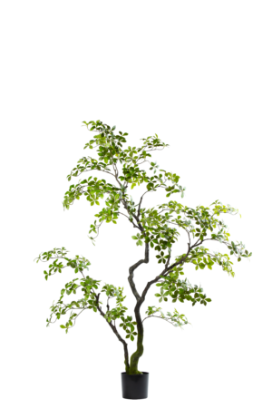 Bucida Bonsai 170CM