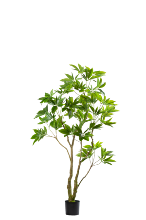 Pachira 180CM