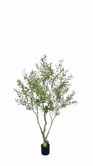 Olijfboom 210CM