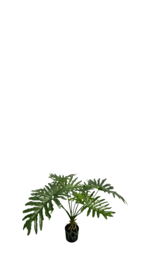 Philodendron 80CM