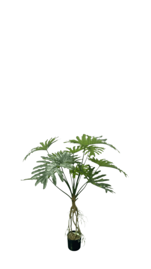 Philodendron 140CM