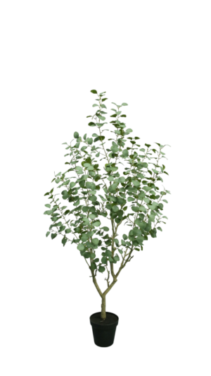 Eucalyptus 190CM